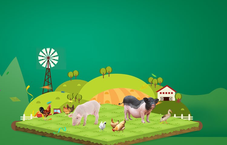 DG视讯养殖成本更低、更赚钱，做高性价比饲料领导者