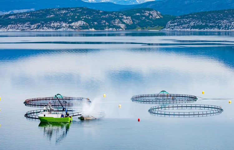 DG视讯养殖成本更低、更赚钱